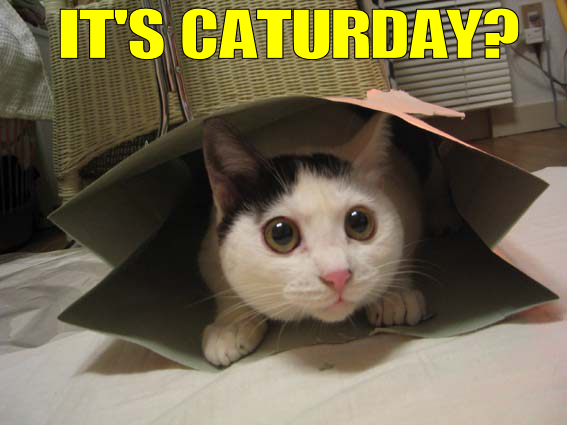 Name:  caturday5.png
Views: 49
Size:  209.0 KB