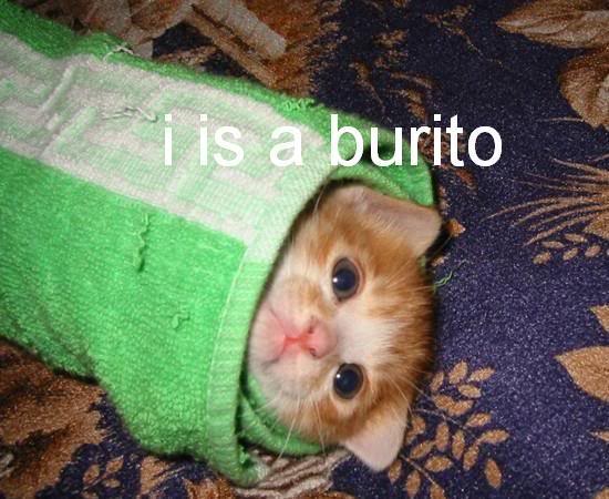 Name:  burrito.jpg
Views: 24
Size:  50.5 KB
