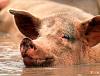 What happens when you mate a pig and a saturn?-untitled2.jpg