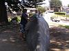 What's going on in your state?!-whale-museum.jpg